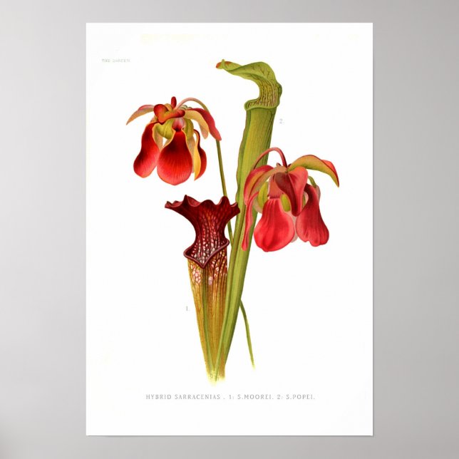 Sarracenia hybrids poster (Front)