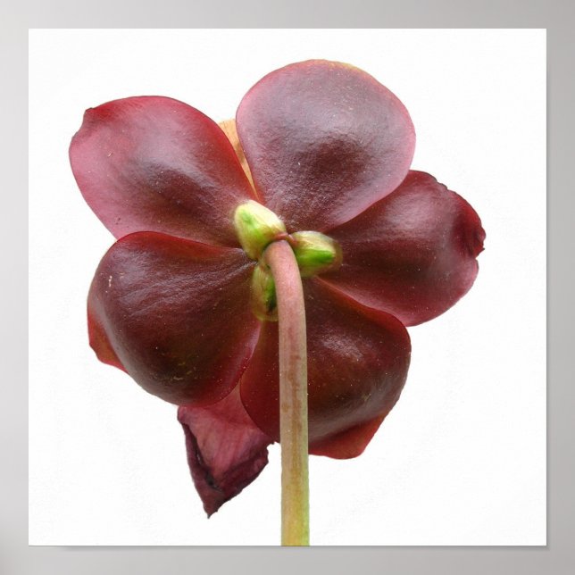 Sarracenia purpurea Pitcher Plant Flower Poster (Front)