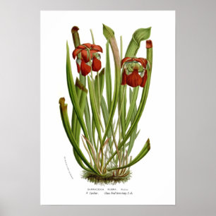Sarracenia rubra poster