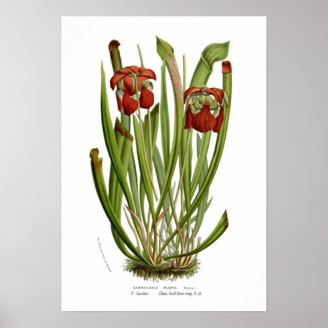 Sarracenia rubra poster (Front)