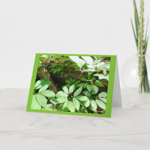 Sarsasparilla in Woodland Blank Note Card
