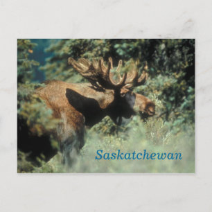 Saskatchewan bull moose postcard