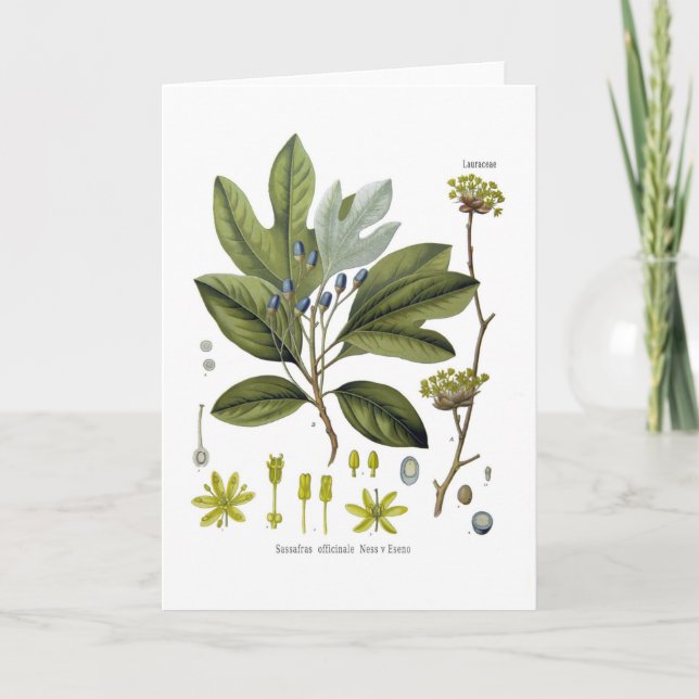 Sassafras officinale card (Front)