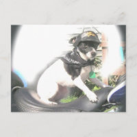 Sassy Biker Rat Terrier  Babe
