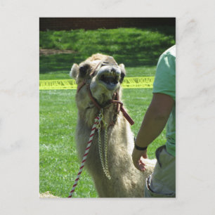 Sassy Camel Postcard
