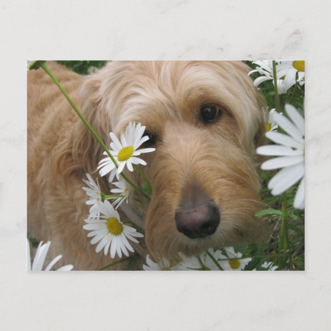 Sassy Girl Postcard (Front)