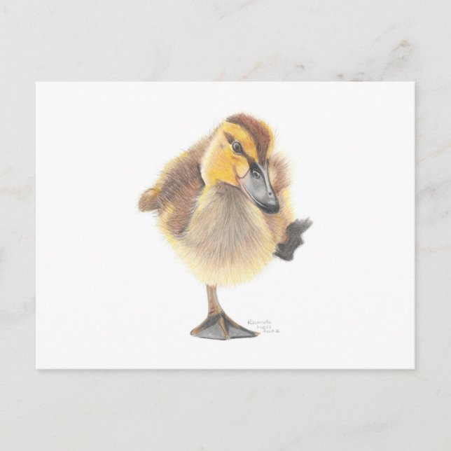 Sassy New Zealand Grey Duckling Post Card (Front)