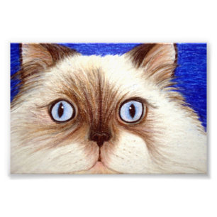 Sassy the Himalayan Cat 5 x 7 Photo Print