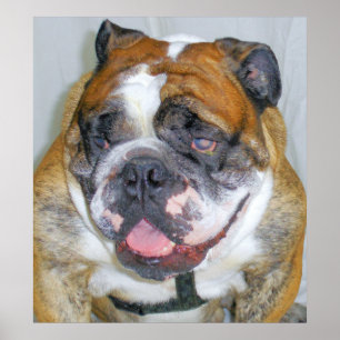 Sassydog the Bulldog Poster