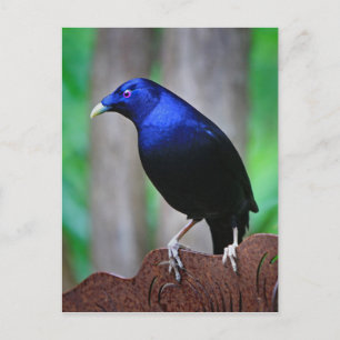 Satin bowerbird postcard