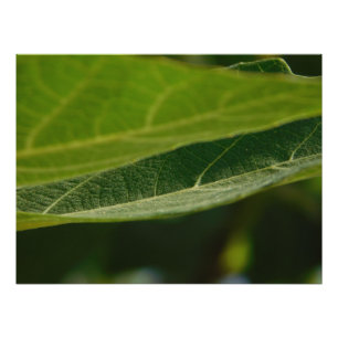Satin photo paper with printed image of a leaf print