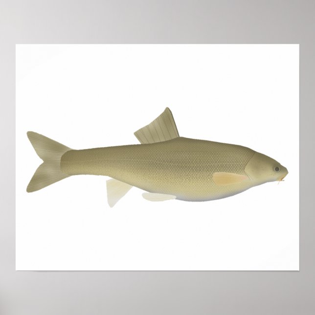 Sattar Snowtrout Poster (Front)