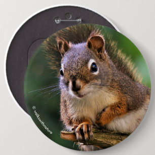 Saucy Red Squirrel in the Fir 6 Cm Round Badge