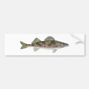 Sauger Bumper Sticker