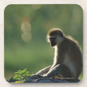 Savanna Monkey Coaster