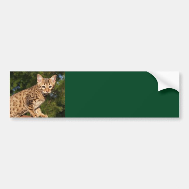 Savannah Cat Background Bumper Sticker (Front)