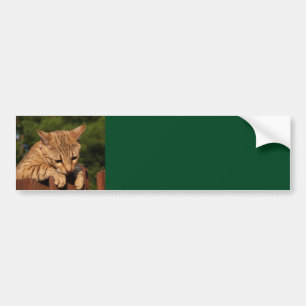 Savannah Cat Background Bumper Sticker