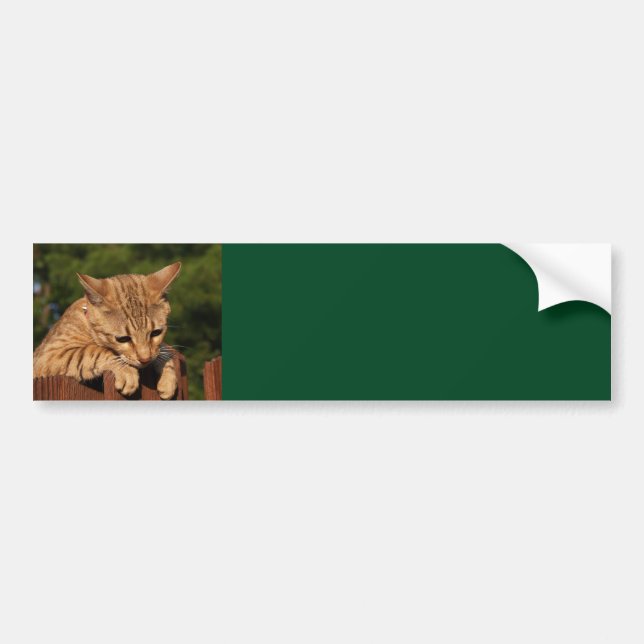 Savannah Cat Background Bumper Sticker (Front)