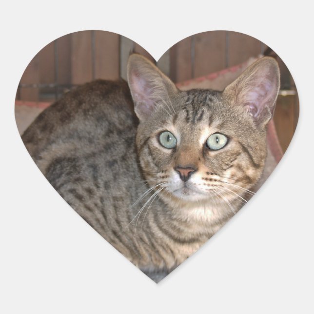 Savannah Cat Heart Sticker (Front)