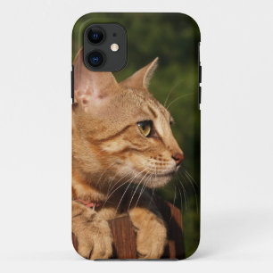 Savannah Cat  iPhone 5 Case-Mate Barely There 11 Case