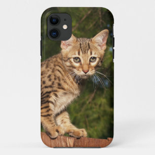 Savannah Cat  iPhone 5 Case-Mate Barely There Case