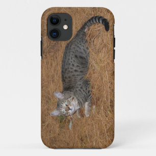 Savannah Cat  iPhone 5 Case-Mate iPhone Case