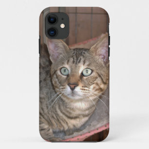 Savannah Cat iPhone 5 11 Case