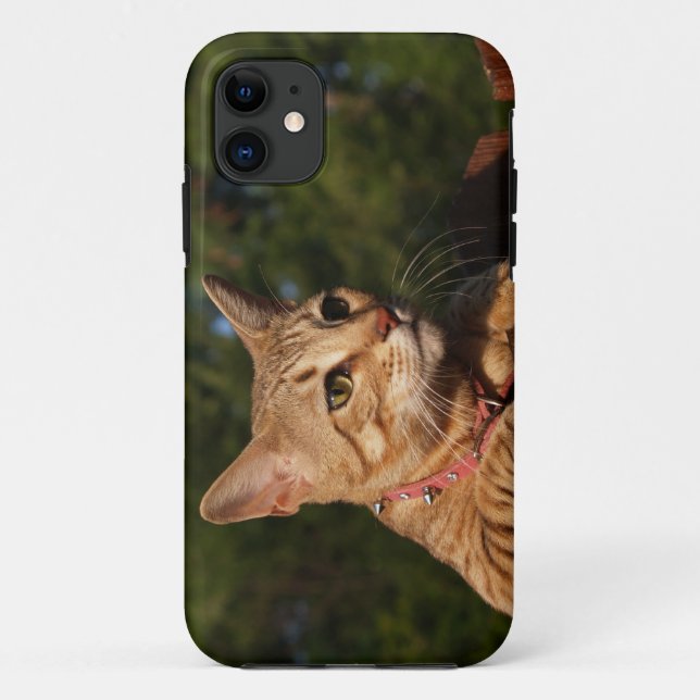 Savannah Cat iPhone 5 Custom Case-Mate ID Case (Back)