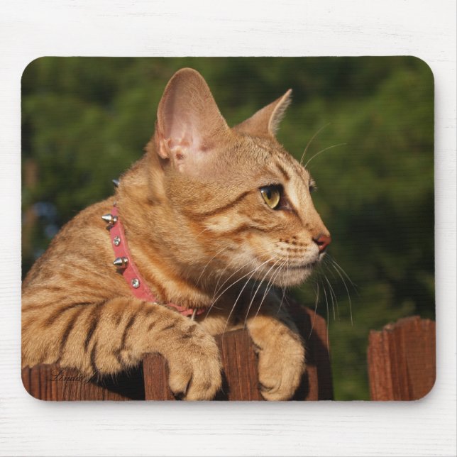 Savannah Cat Mousepad (Front)