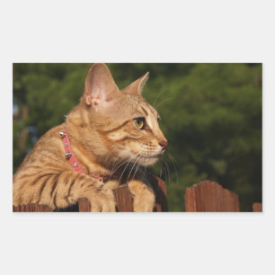 Savannah Cat Rectangle Sticker