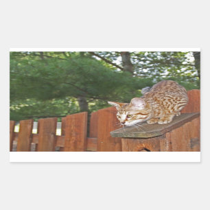 Savannah Cat Rectangle Sticker
