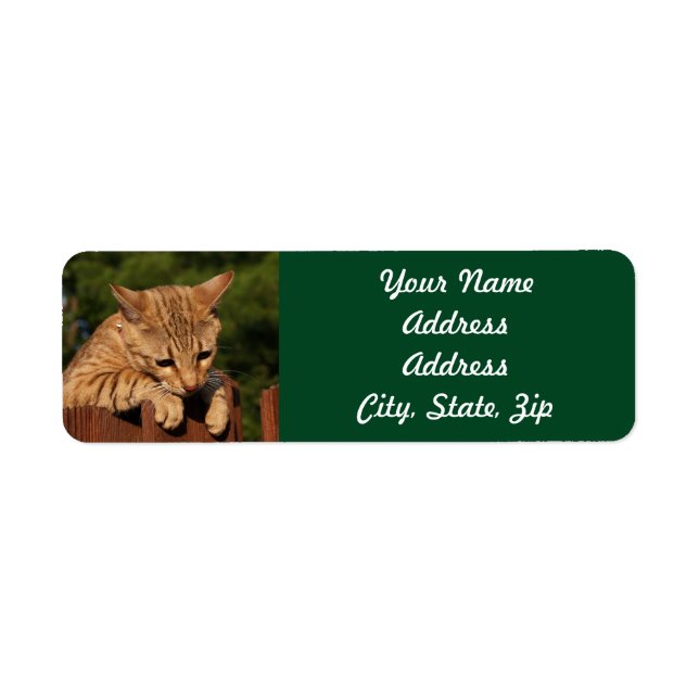 Savannah Cat Return Address Sticker (Front)