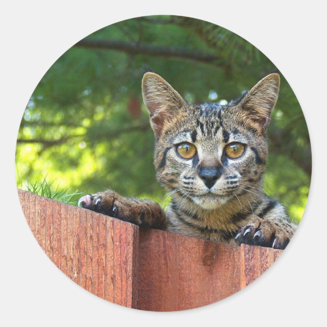 Savannah Cat Round Sticker (Front)