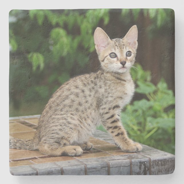 Savannah Cat Square Coaster (Front)