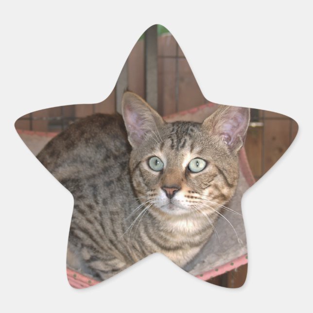 Savannah Cat Star Sticker (Front)