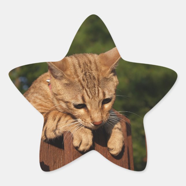 Savannah Cat Star Sticker (Front)