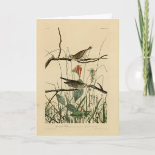 Savannah Finch (Sparrow) Audubon Birds of America Card