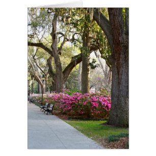 Savannah Georgia in Spring Forsyth Park Azaleas Oa