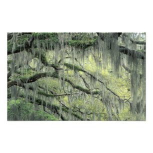 Savannah, Georgia, Live Oak tree draped with Photo Print