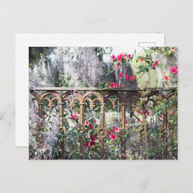 Savannah Post Card Laurel Grove (Front/Back)