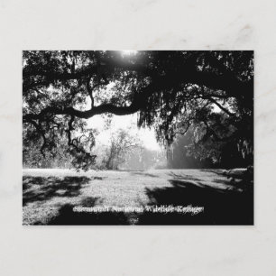 Savannah Postcard