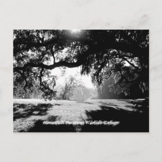 Savannah Postcard
