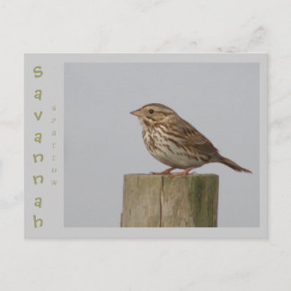 Savannah Sparrow Postcard