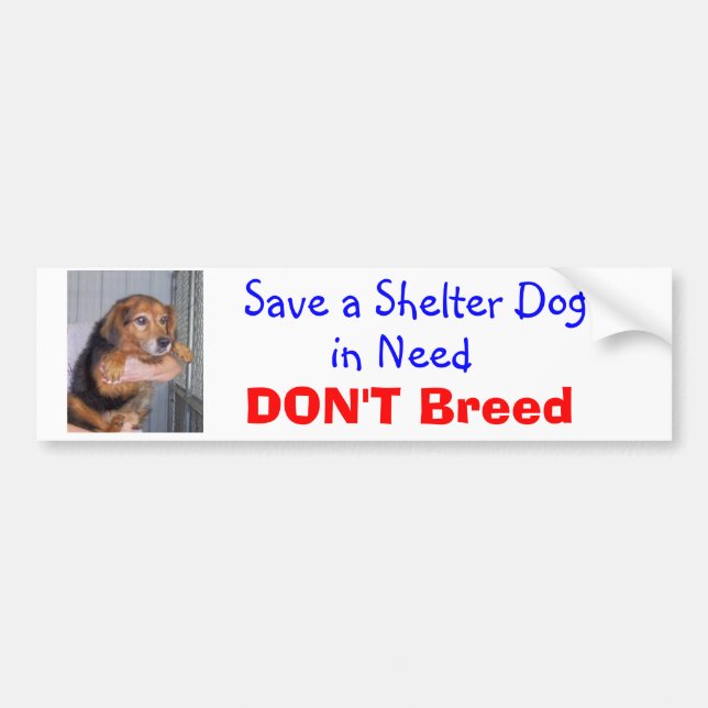 Save a Shelter Dog in Need -- Paxton Bumper Sticker (Front)