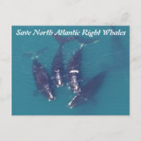 Save North Atlantic Right Whales by Rose
