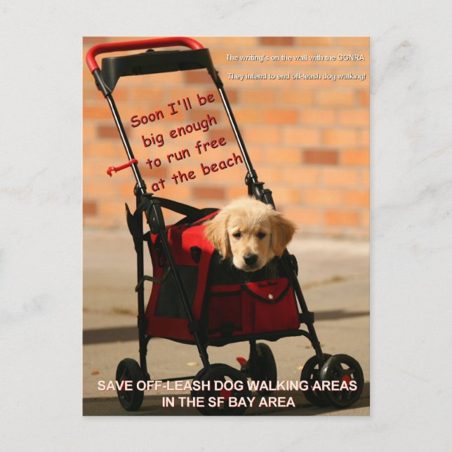 Save Off-Leash Dog Walking Senator Feinstein! Postcard (Front)
