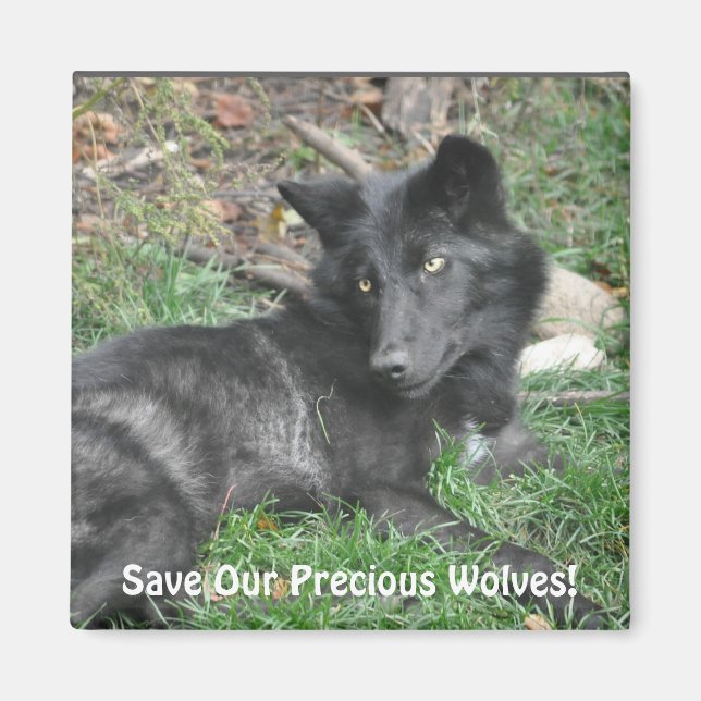 SAVE OUR GREY WOLVES Wildlife Black Wolf Pup Magnet (Front)