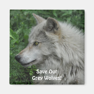 SAVE OUR GREY WOLVES Wildlife Photo Magnet