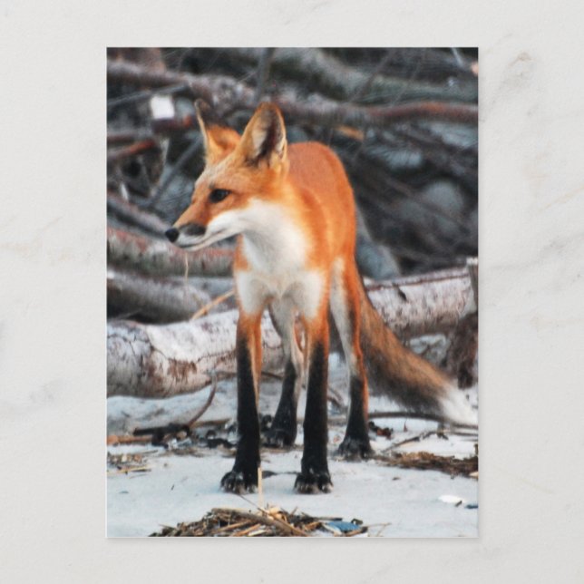 Save Our Planet series red fox post card (Front)