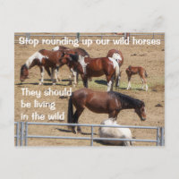 Save Our Wild Horses Campaign